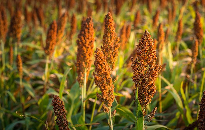Sorghum Crop